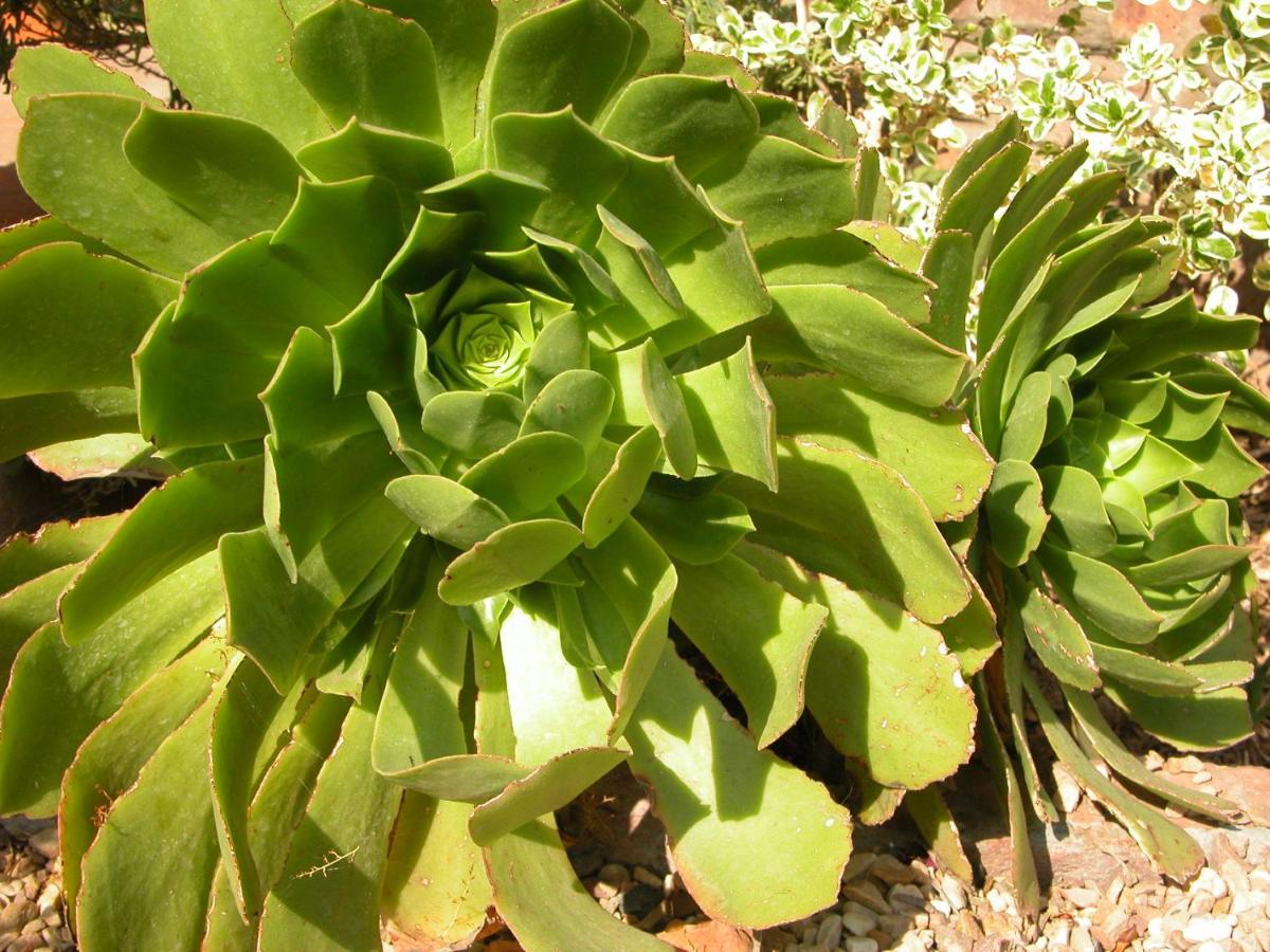 Pane Vivente Garden Cottage Beaufort West Esterno foto